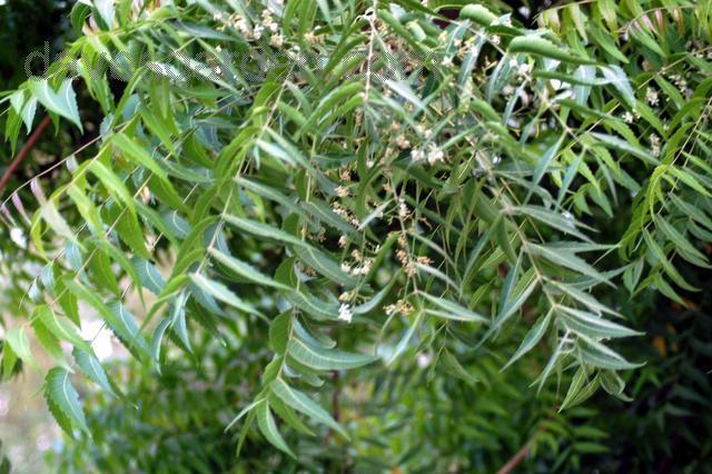 Neem